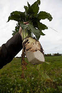 ©Simon Rawles Caption: Sugar beet from a Norfolk farm.