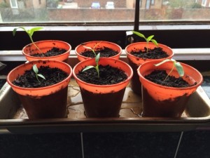 Alma's pepper seedlings